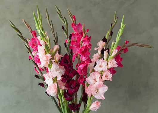 Gladioler Gladioler