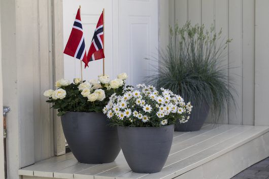 Inngangsparti, potteroser, margeritter, flagg Inngangsparti, potteroser, margeritter, flagg