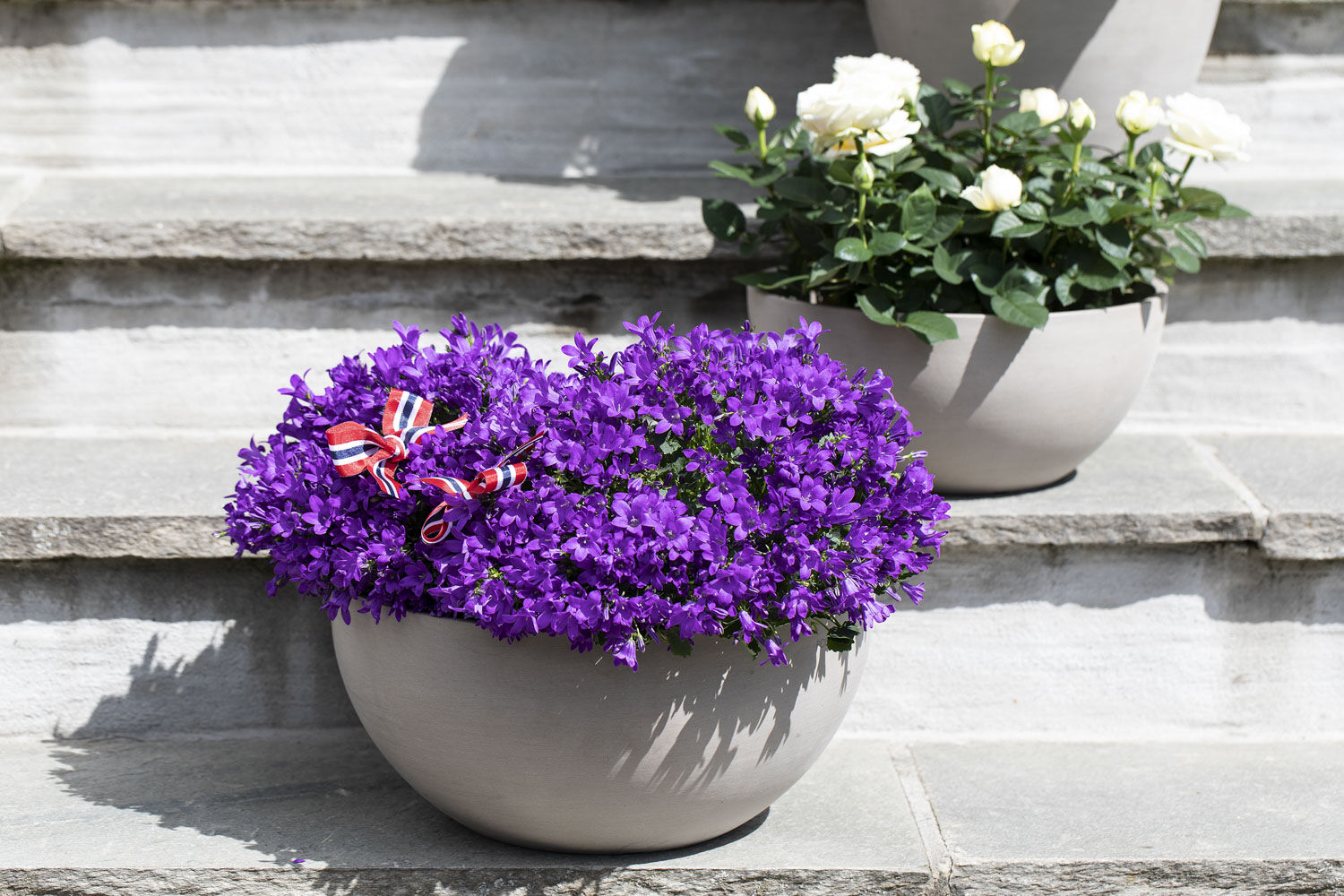 Campanula og potteroser Campanula og potteroser