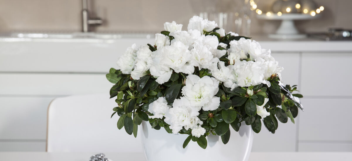 Blomster til nyttårsaften Blomster til nyttårsaften