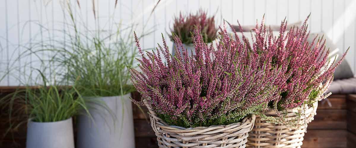 Tilbud på blomster hos Mester Grønn Tilbud på blomster hos Mester Grønn