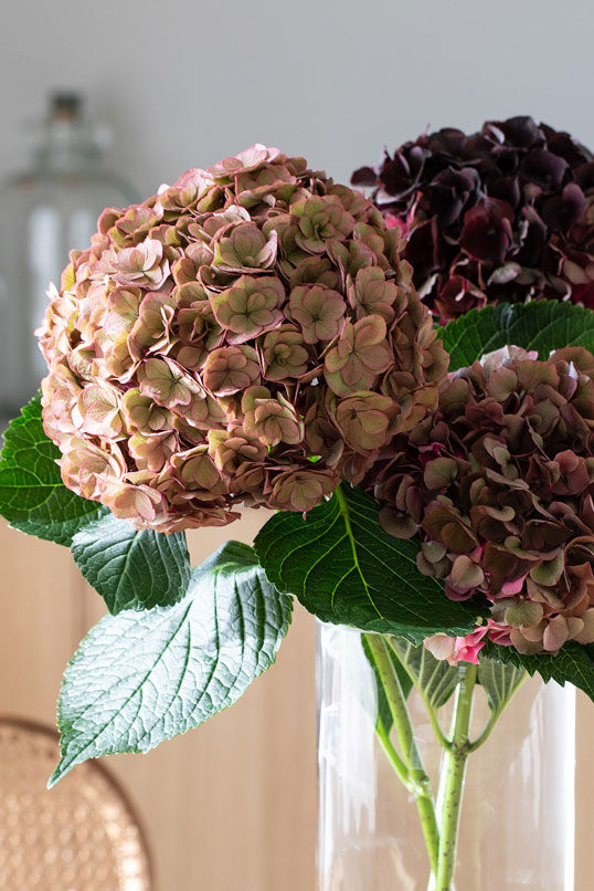hortensia