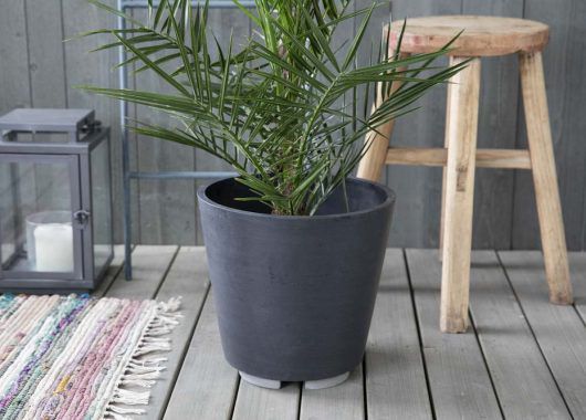 grønne planter_areca i potte med potteføtter grønne planter_areca i potte med potteføtter