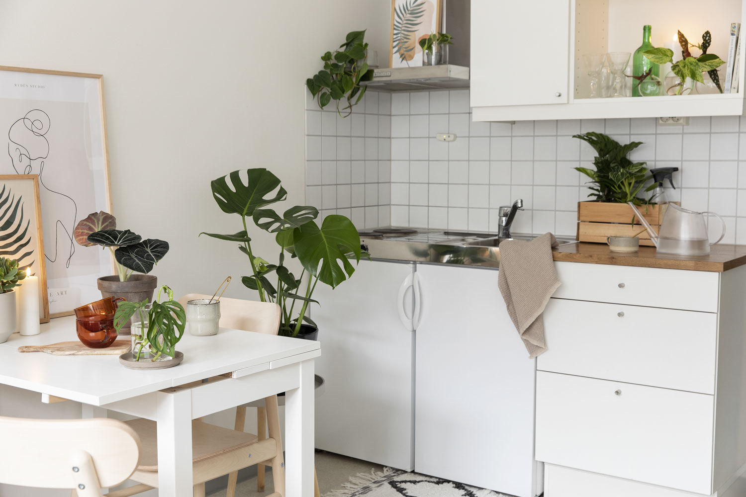 Grønne planter på hybel Grønne planter på hybel