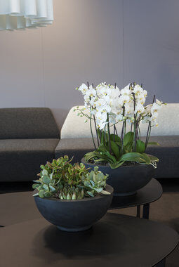 grønne planter i kontorlandskap grønne planter i kontorlandskap