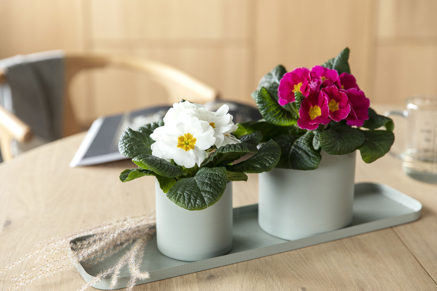 Primula i grow potte Primula i grow potte