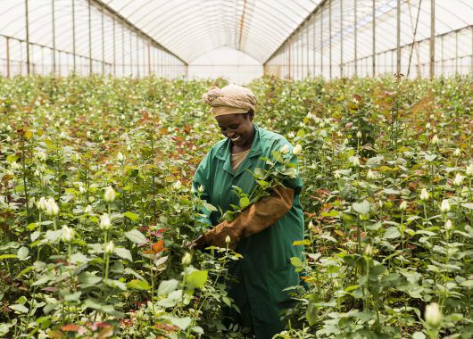 Fairtrade rosefarm Fairtrade rosefarm