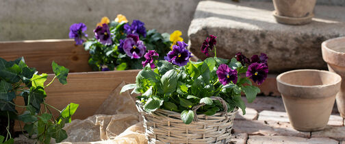 Stemorsblomster