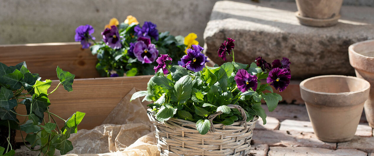 Stemorsblomster