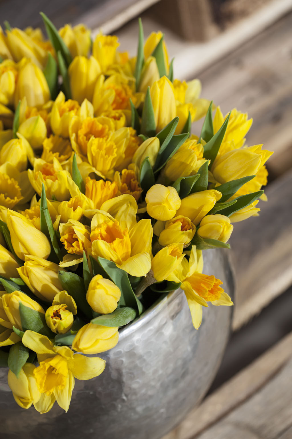 potte full av gule tulipaner og påskeliljer potte full av gule tulipaner og påskeliljer