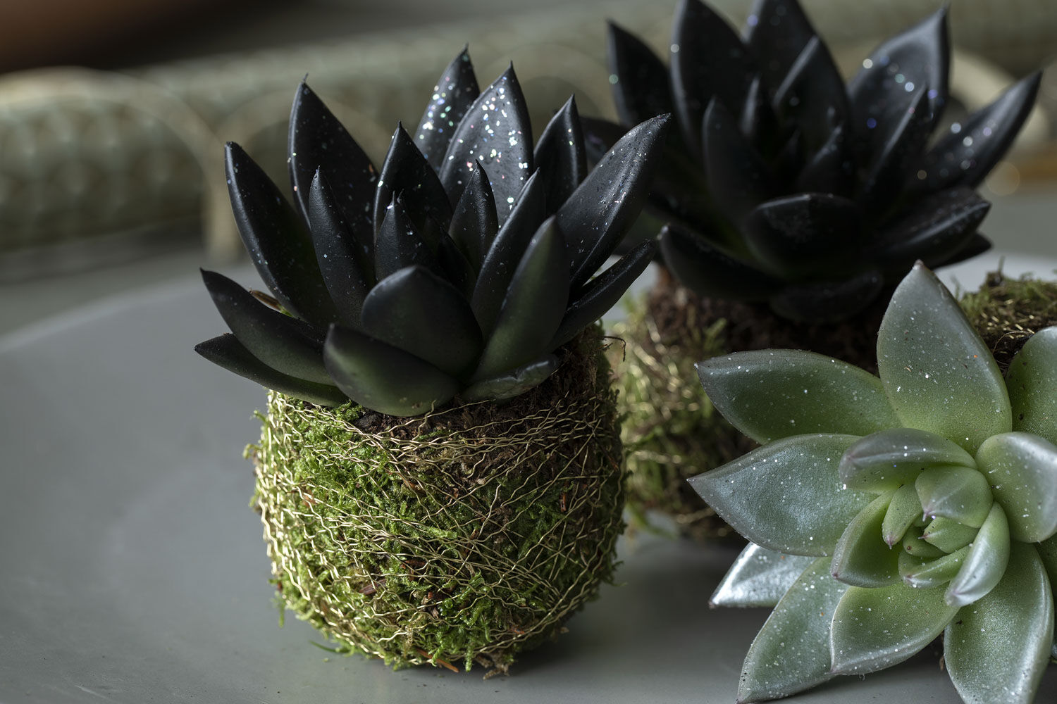 lag mosekule rundt røttene til en Echeveria lag mosekule rundt røttene til en Echeveria