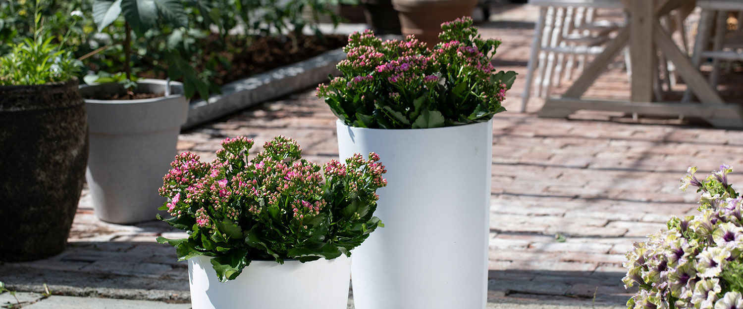 ildtopp er en enkel blomst å lykkes med