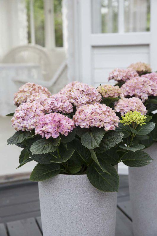 Hortensia magical busk Hortensia magical busk