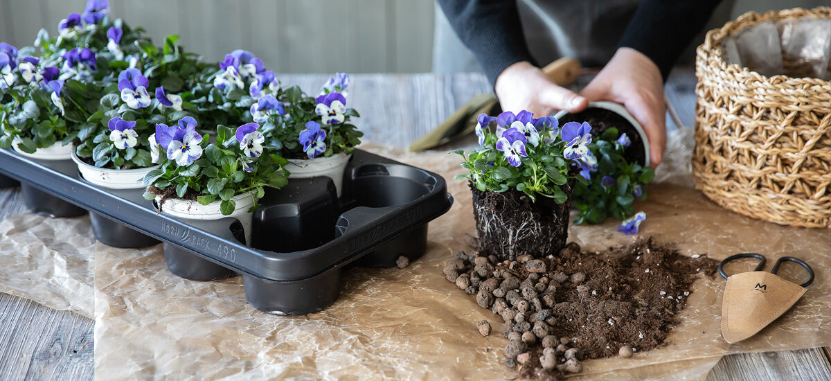Planting og stell av viola