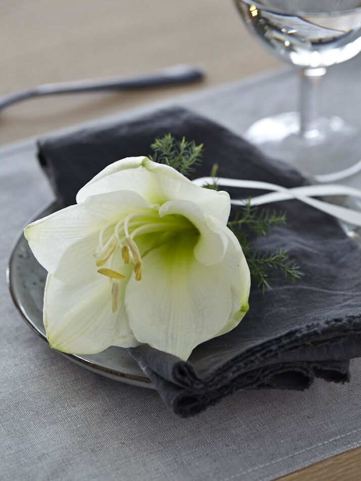 hvit amaryllis er lekkert på kuverten hvit amaryllis er lekkert på kuverten