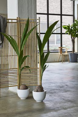 cocoas nucifer_kokospalme_grønne planter cocoas nucifer_kokospalme_grønne planter
