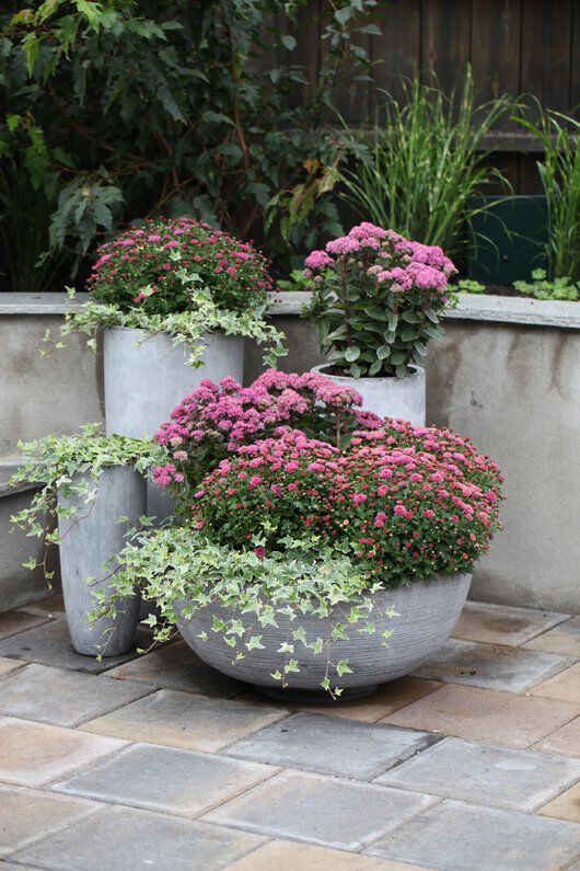 eføy er fin å plante sammen med sommerblomster eføy er fin å plante sammen med sommerblomster