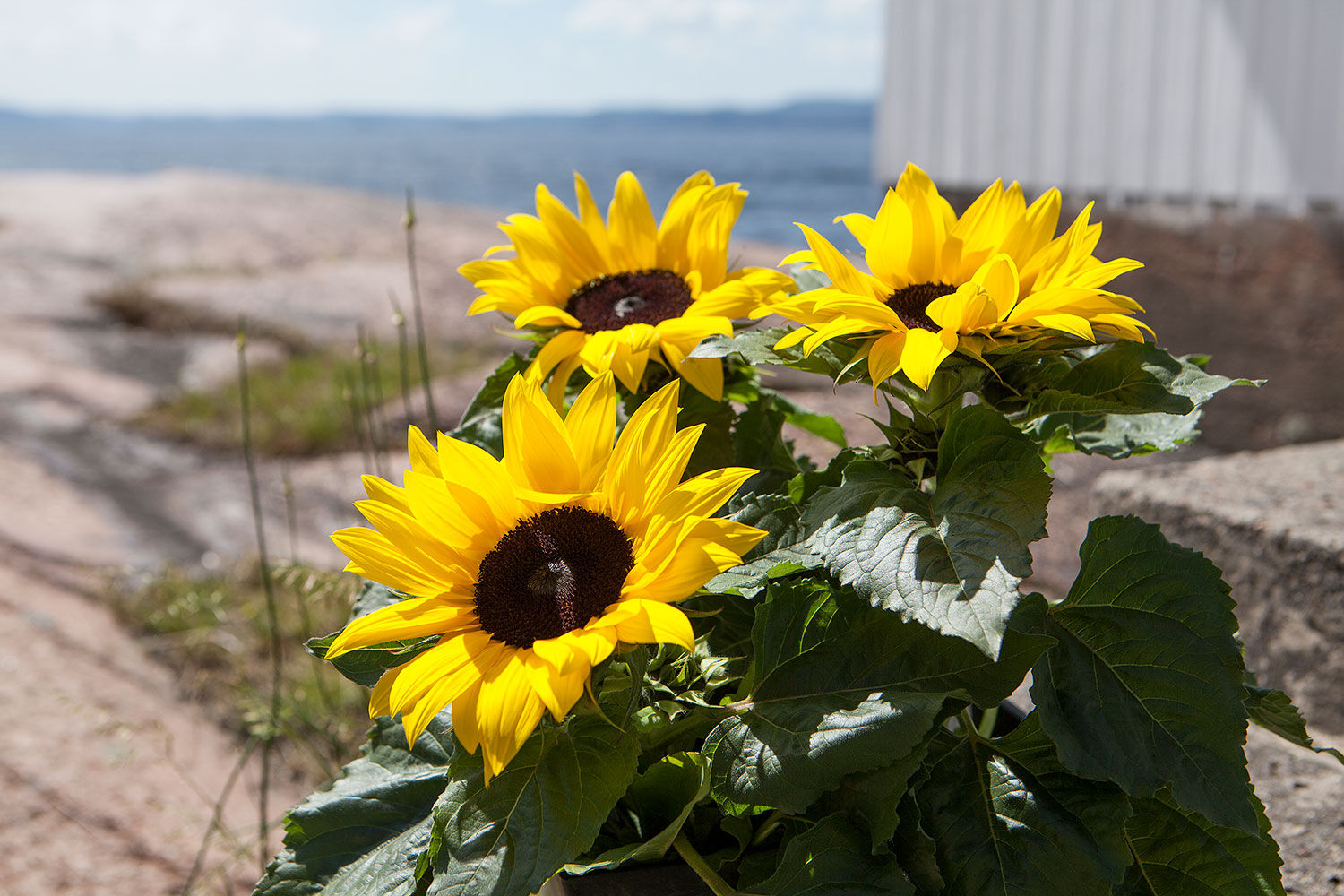 solsikker er vakkert med andre sommerblomster