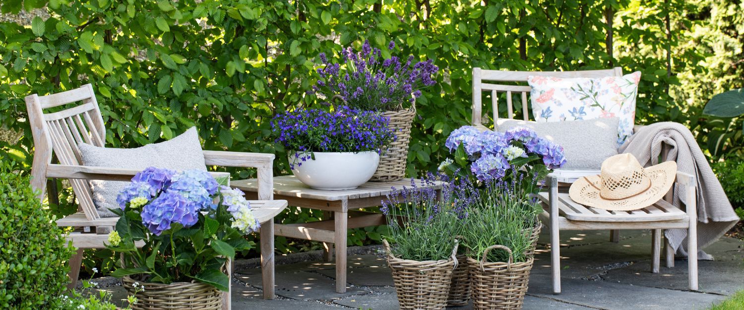 Hageinspirasjon sommerblomster