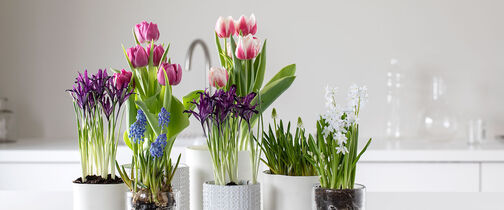 Start våren inne med løkblomster