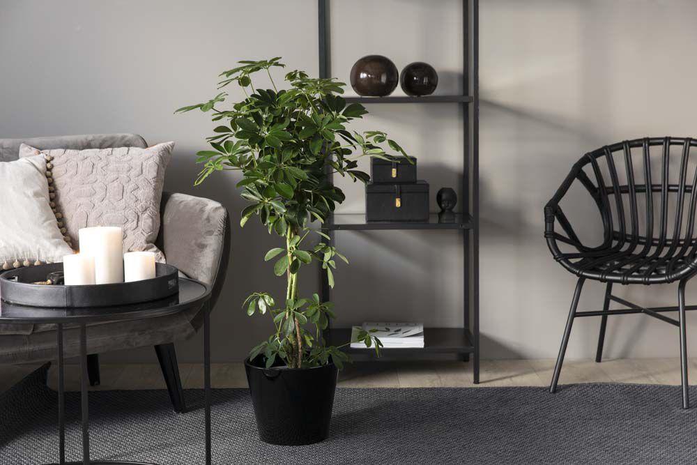 grønne planter paraplyplante grønne planter paraplyplante