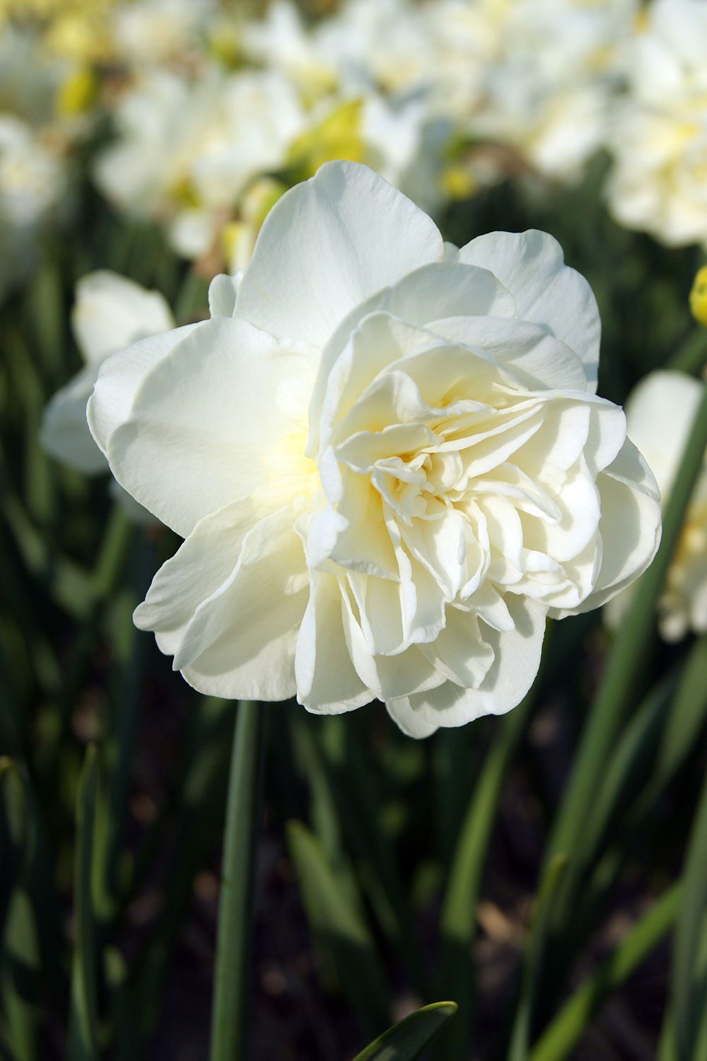 Hvit påskeliljer Narciss
