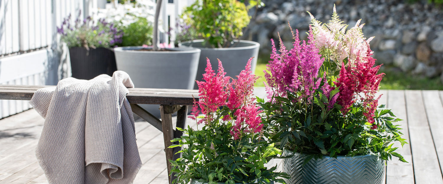 Astilbe i flere farger Astilbe i flere farger