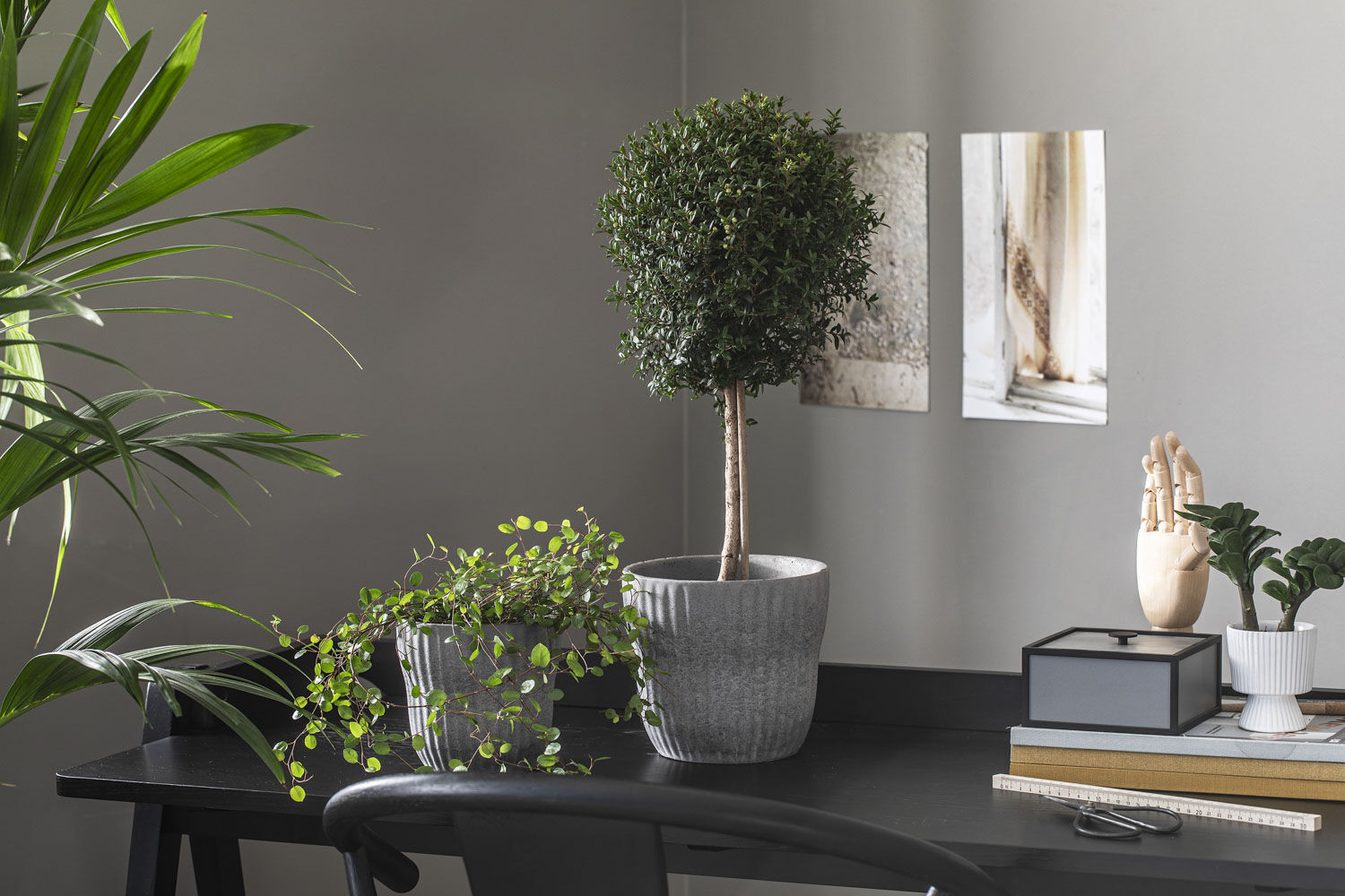 Myrt grønne planter Myrt grønne planter