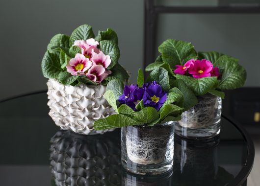 Primula er flott i glasspotte. Primula er flott i glasspotte.