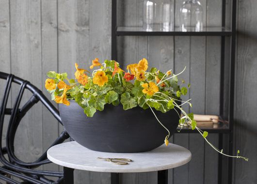 Spiselig blomskarse Spiselig blomskarse