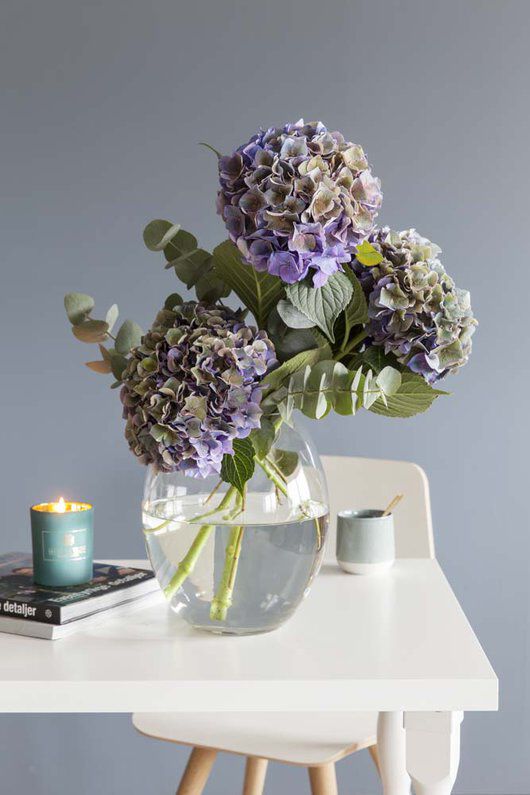 Vakre avskårne hortensia i vase