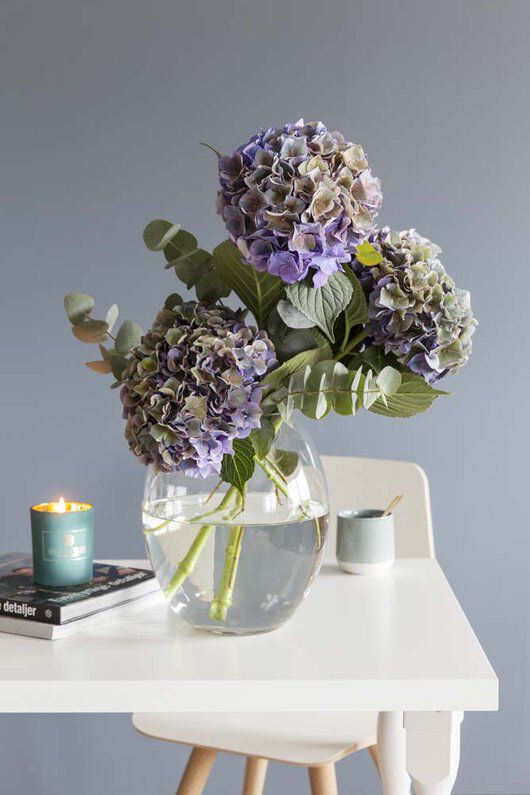 Vakre avskårne hortensia i vase Vakre avskårne hortensia i vase