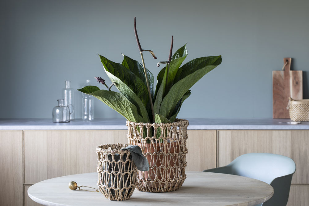 Hyacinthkurvene med grønne planter Hyacinthkurvene med grønne planter