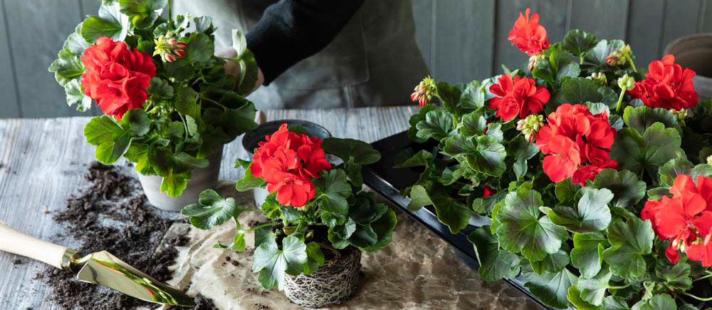 Tilbud på blomster Tilbud på blomster