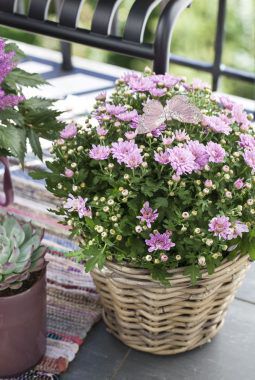 høst med frilandskrysantemum i rosa høst med frilandskrysantemum i rosa