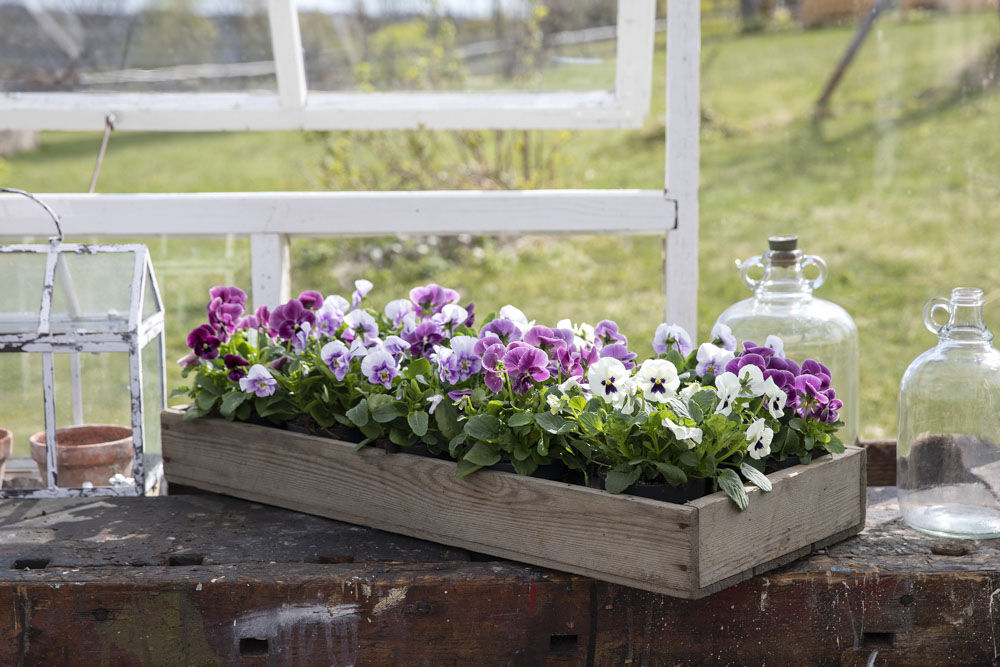 Viola i mange rosatoner Viola i mange rosatoner