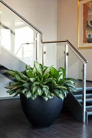 Grønne planter på kontoret Grønne planter på kontoret