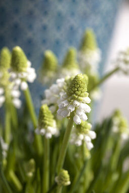 Hvite muscari Hvite muscari