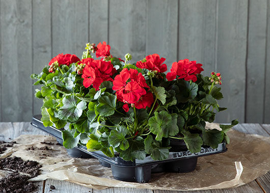Pelargonia Pelargonia