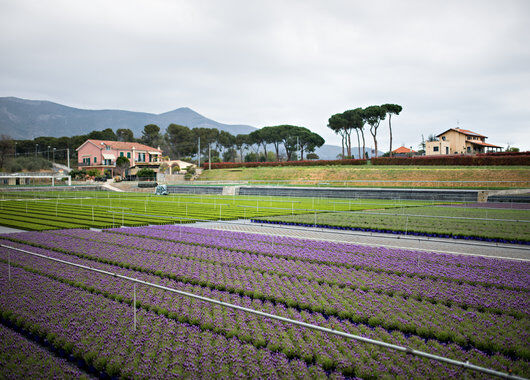 Produksjon lavendel Italia Produksjon lavendel Italia