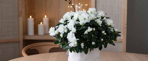 grow-in-selvvanningspotte-perfekt-for-juleblomstene