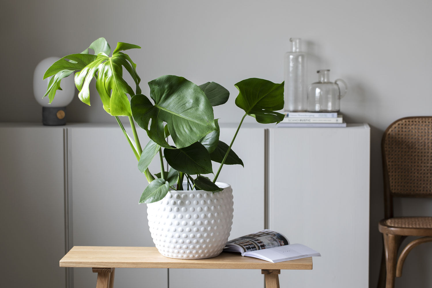 Monstera Monstera