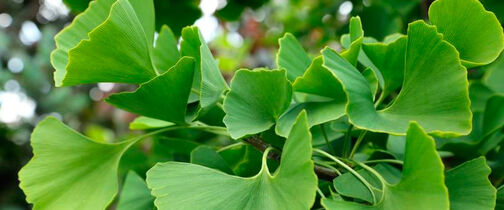 Ginkgo biloba