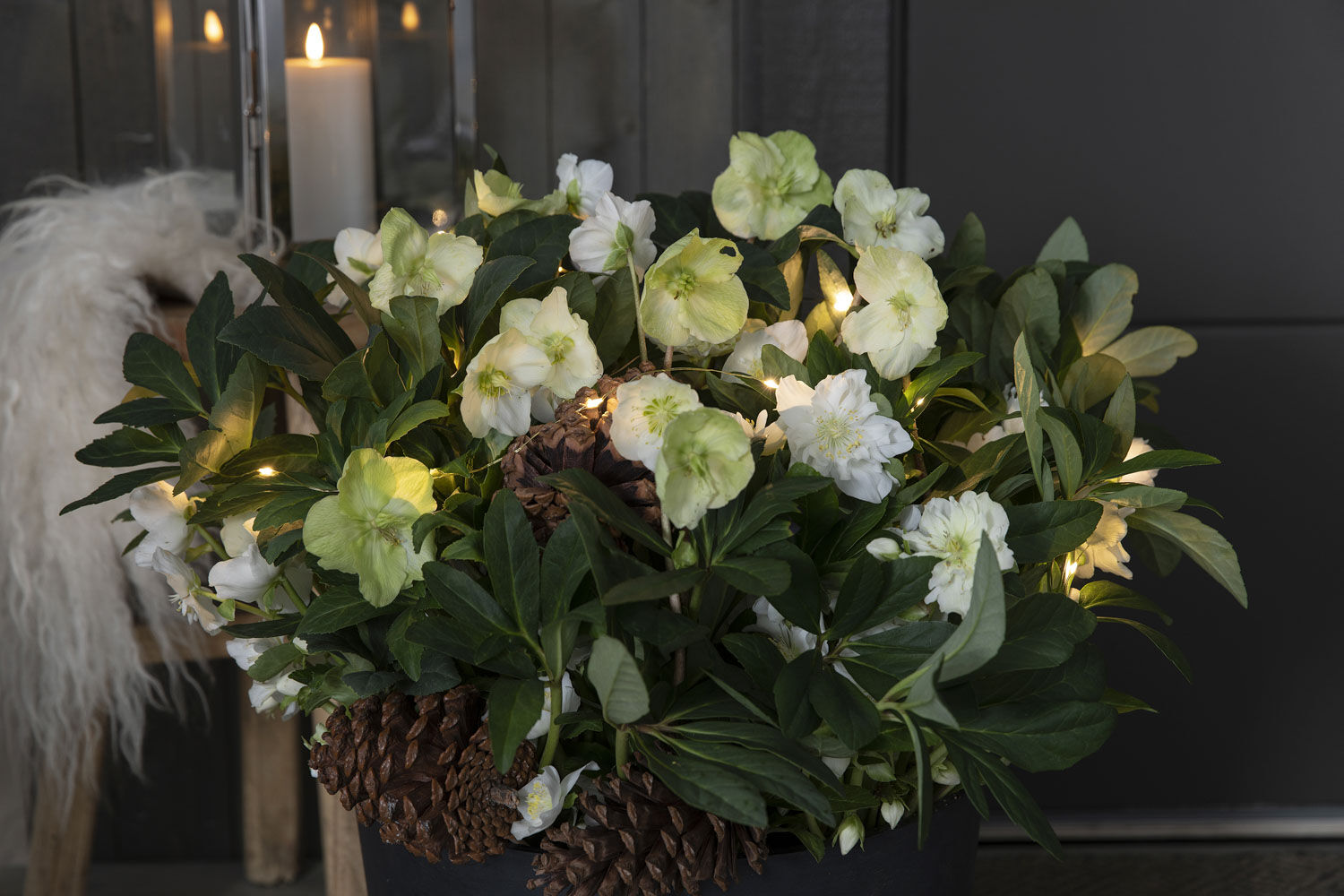 Helleborus Verboom Beauty har blitt trendy og populær Helleborus Verboom Beauty har blitt trendy og populær