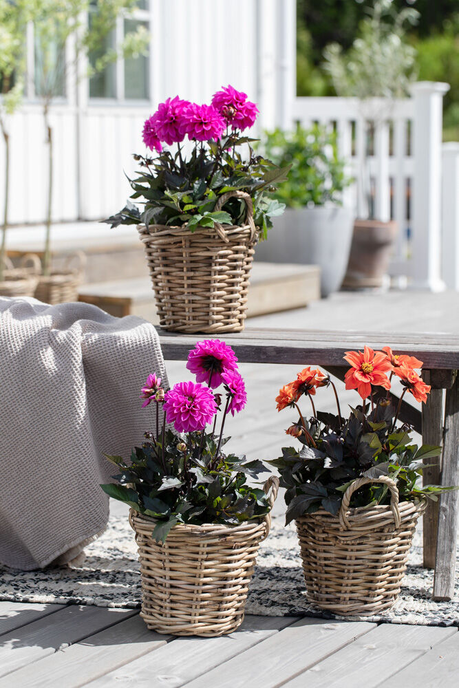 Rattan kurver med georginer