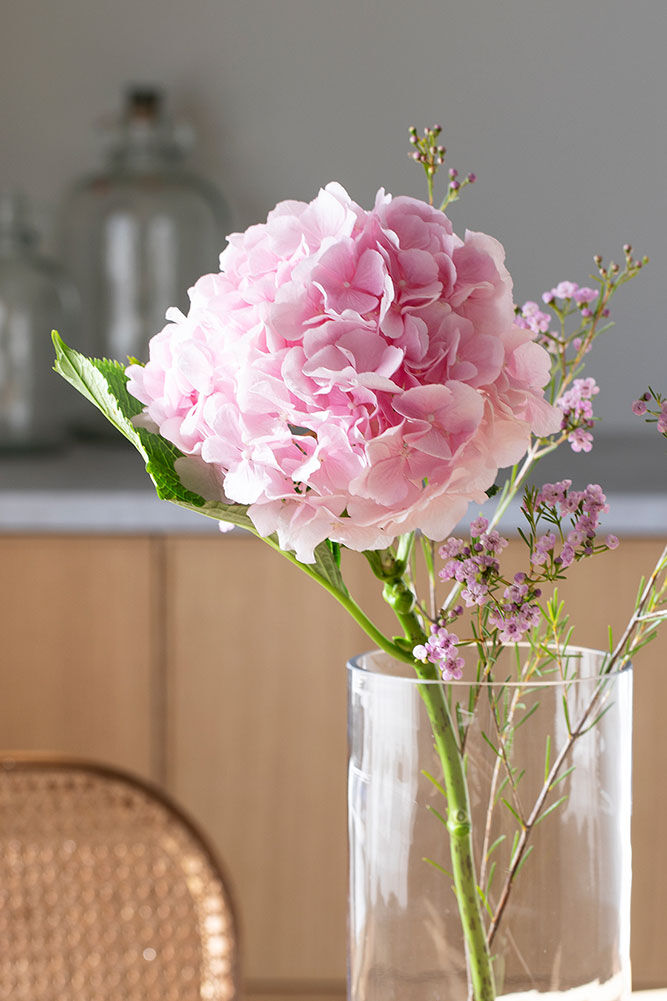Hortensia