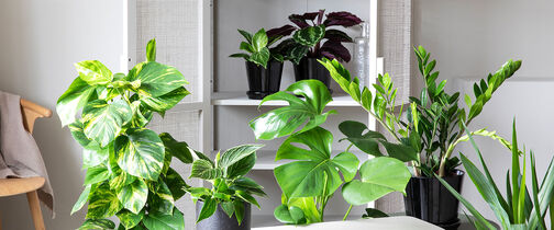 Grønne planter frisker opp i huset