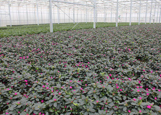 Azalea produksjon Azalea produksjon