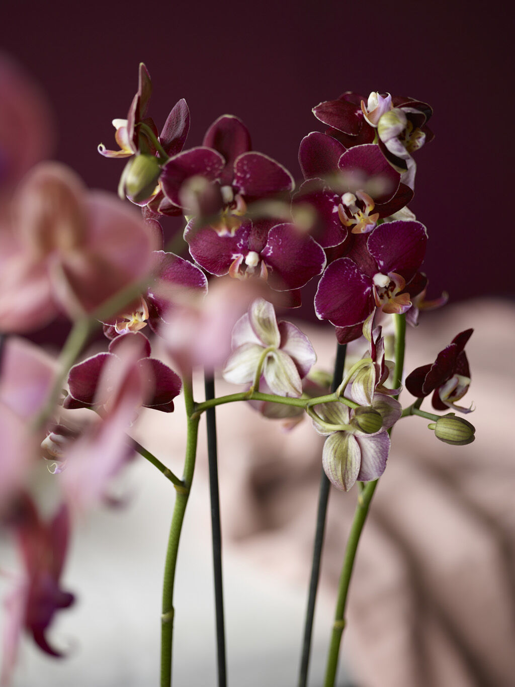 phalaenopsis orkide phalaenopsis orkide