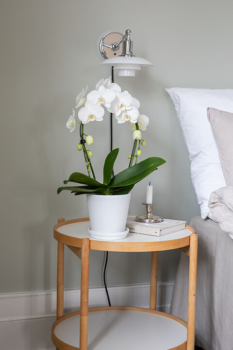 Phalaenopsis orkide
